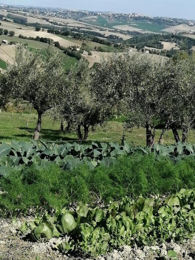 Casale San Martino Agriturismo Bio Sant'Angelo in Pontano ภายนอก รูปภาพ