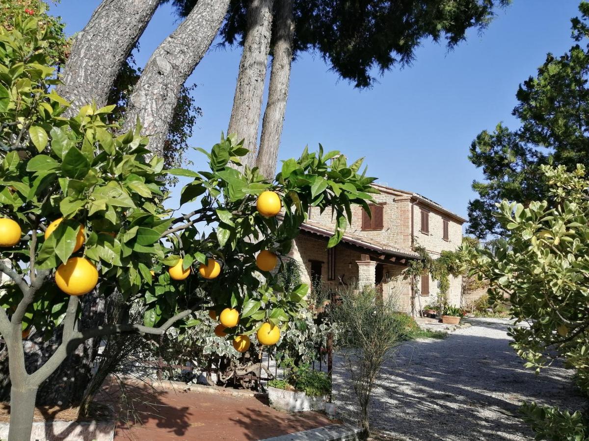 Casale San Martino Agriturismo Bio Sant'Angelo in Pontano ภายนอก รูปภาพ