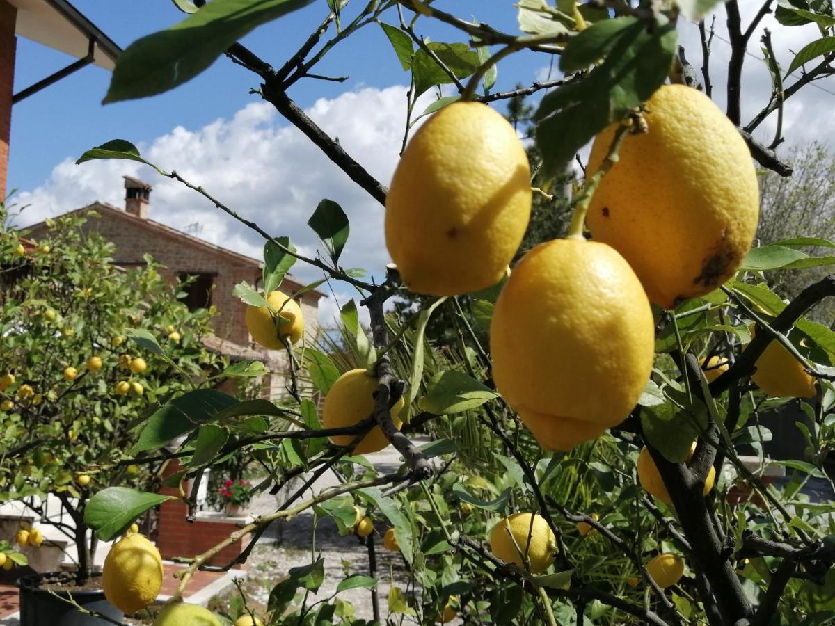Casale San Martino Agriturismo Bio Sant'Angelo in Pontano ภายนอก รูปภาพ